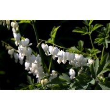 White Bleeding Heart 1 Plants Shade Shrubs Dicentra spectabilis